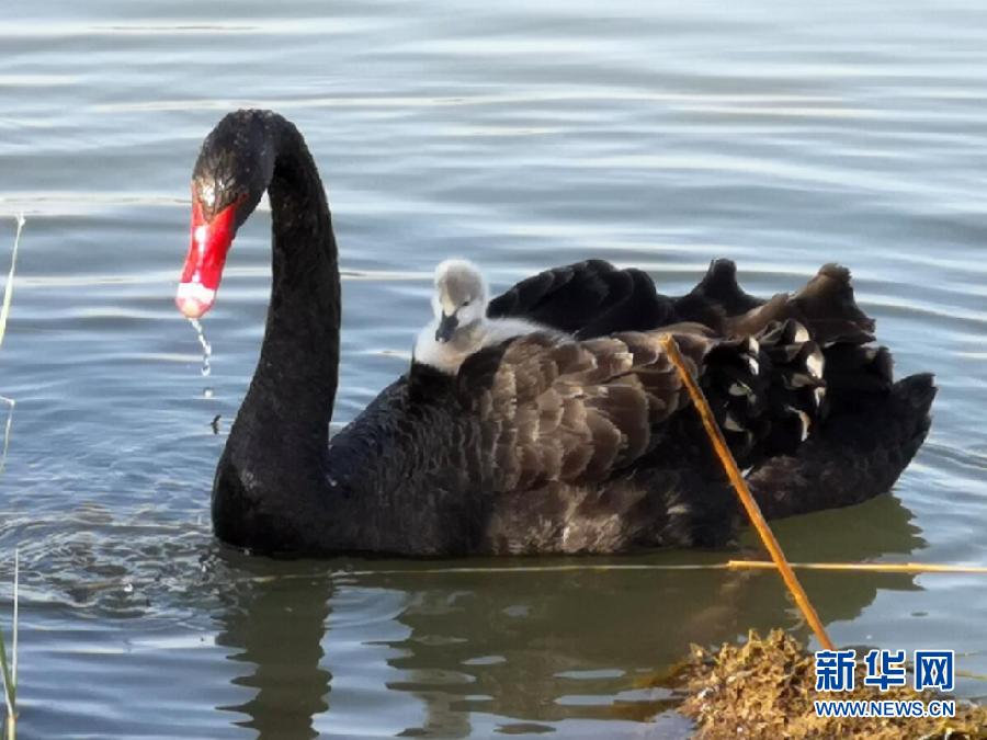 萌化了！黑天鵝寶寶出窩“游湖”