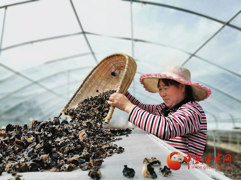 康縣：木耳菌袋結(jié)出脫貧致富的“幸?；ā?>
        </a><em>康縣：木耳菌袋結(jié)出脫貧致富的“幸?；ā?/em></li>
    <li><a  target=