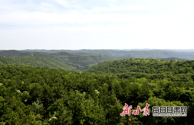 【甘肅生態(tài)環(huán)保媒體行】子午嶺深處，一家三代人用生命守護黃土高原的“天然生態(tài)屏障”
