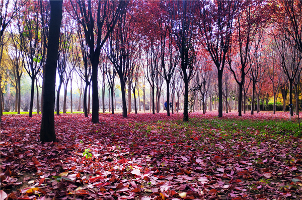 【“醉”美深秋 】深秋，請(qǐng)到蘭州這片紅葉林里走走