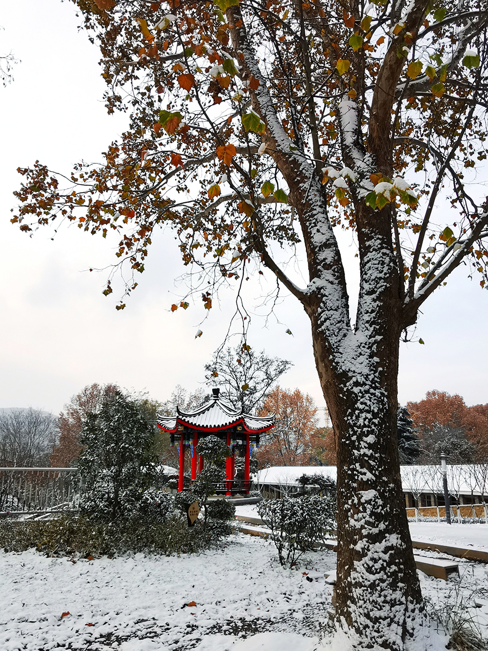高清大圖|天水弘文園初雪，你喜歡嗎？