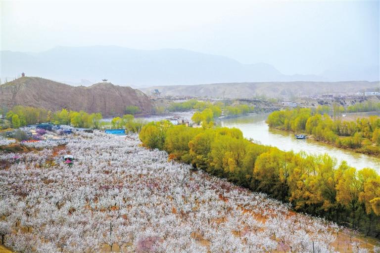 甘肅旅游丨唐汪杏花開 楚楚等君來 在這里賞花看丹霞，美哉！