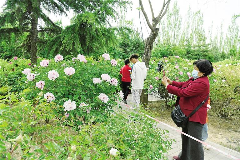 臨夏市北濱河路60里牡丹長廊里不同品種、顏色各異的牡丹花爭奇斗艷