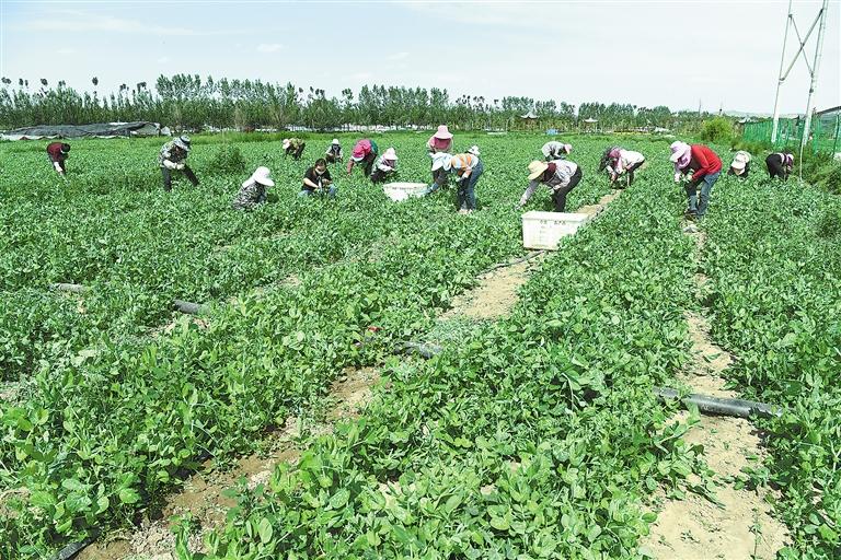 臨夏縣百益現(xiàn)代農(nóng)業(yè)公司種植的500多畝豌豆苗、甜豆等進入豐產(chǎn)期