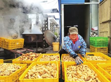 村民在康縣陽壩鎮(zhèn)陽壩村天麻種植大戶胡國強家加工天麻。