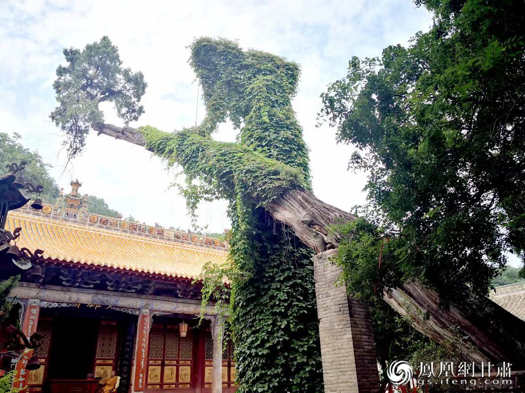 “山頭南郭寺，水號(hào)北流泉。老樹空庭得，清渠一邑傳。”杜甫詩中的“老樹”，指的就是這株春秋古柏，為南郭寺的“鎮(zhèn)寺之寶”。胡江 攝