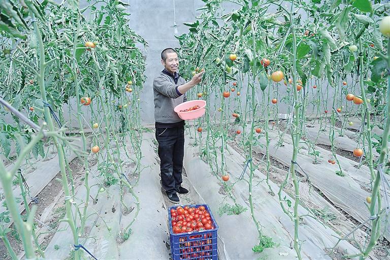 臨夏縣尹集、刁祁鎮(zhèn)易地扶貧搬遷后續(xù)產(chǎn)業(yè)園有日光溫室534座