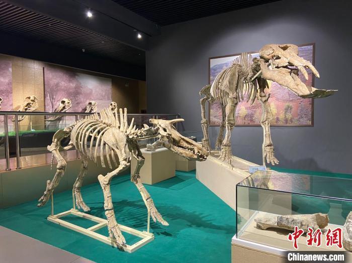 圖為5月底，和政縣古動物化石博物館內(nèi)修復(fù)后的古生物化石?！「哒?攝