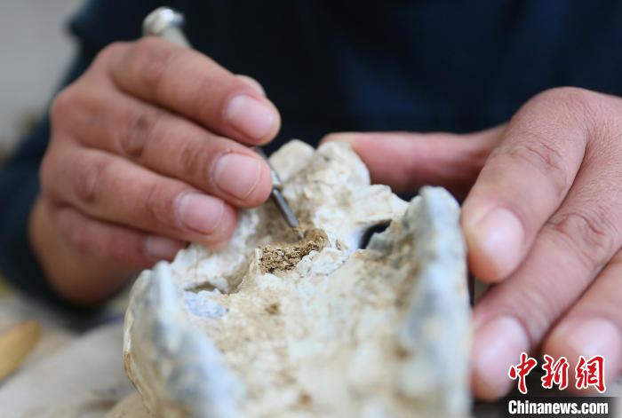 2022年6月，在和政古動物化石博物館內(nèi)，古生物化石修復師對化石進行修復。(資料圖) 高展 攝
