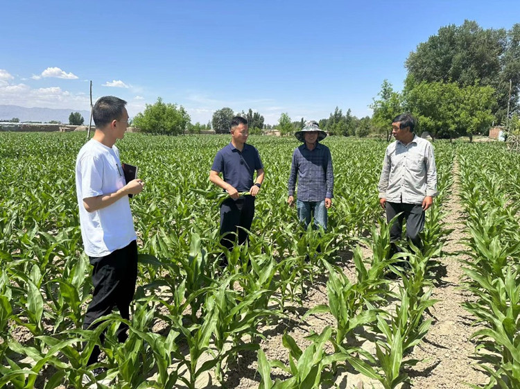 臨澤縣蓼泉鎮(zhèn)紀委工作人員深入田間地頭，現(xiàn)場了解玉米制種長勢和產(chǎn)業(yè)發(fā)展情況。.jpg