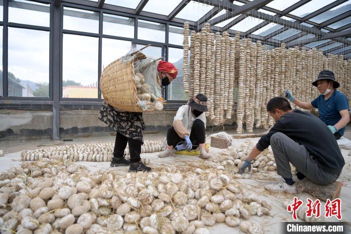 5月10日，甘肅省甘南藏族自治州迭部縣一青稞酒廠，工作人員用青稞面和青稞草等制成的曲坯用繩子串起來(lái)，方便掛起來(lái)曬干。九美旦增　攝