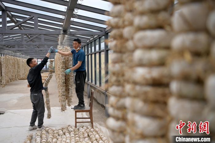 圖為5月10日，工作人員將用青稞面和青稞草等制成的曲坯用繩子串起來(lái)晾曬。九美旦增　攝