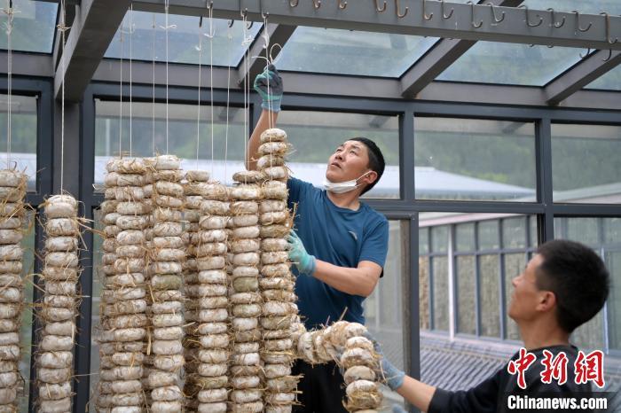 圖為5月10日，工作人員將用青稞面和青稞草等制成的曲坯用繩子串起來(lái)晾曬。九美旦增　攝