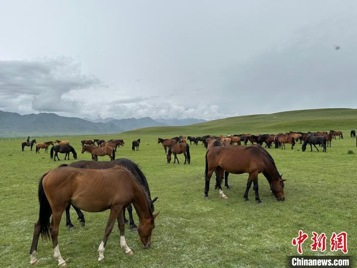 7月中旬，在山丹馬場草原上吃草的“山丹馬”?！〈魑牟?攝