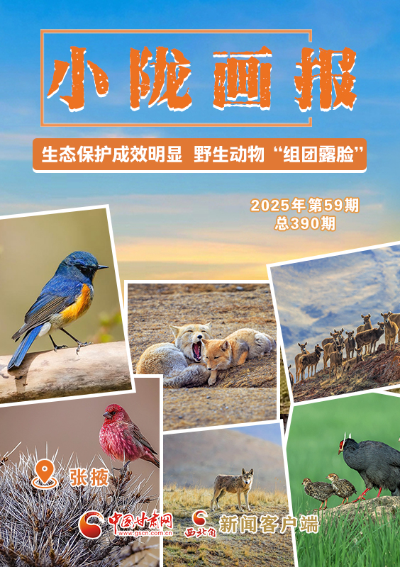 【小隴畫報·390期】張掖：生態(tài)保護(hù)成效明顯 野生動物“組團(tuán)露臉”