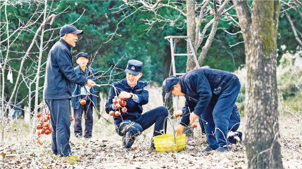 正寧周家派出所民警走進(jìn)柿子園