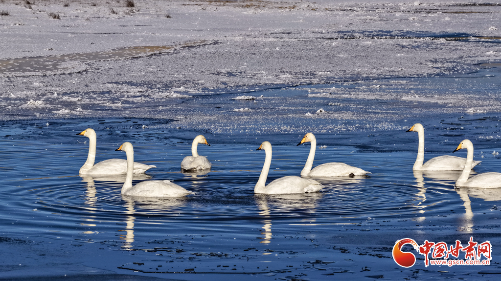 隴拍客丨甘肅這處濕地，顏值天花板！三種珍稀鳥類同框秀優(yōu)雅