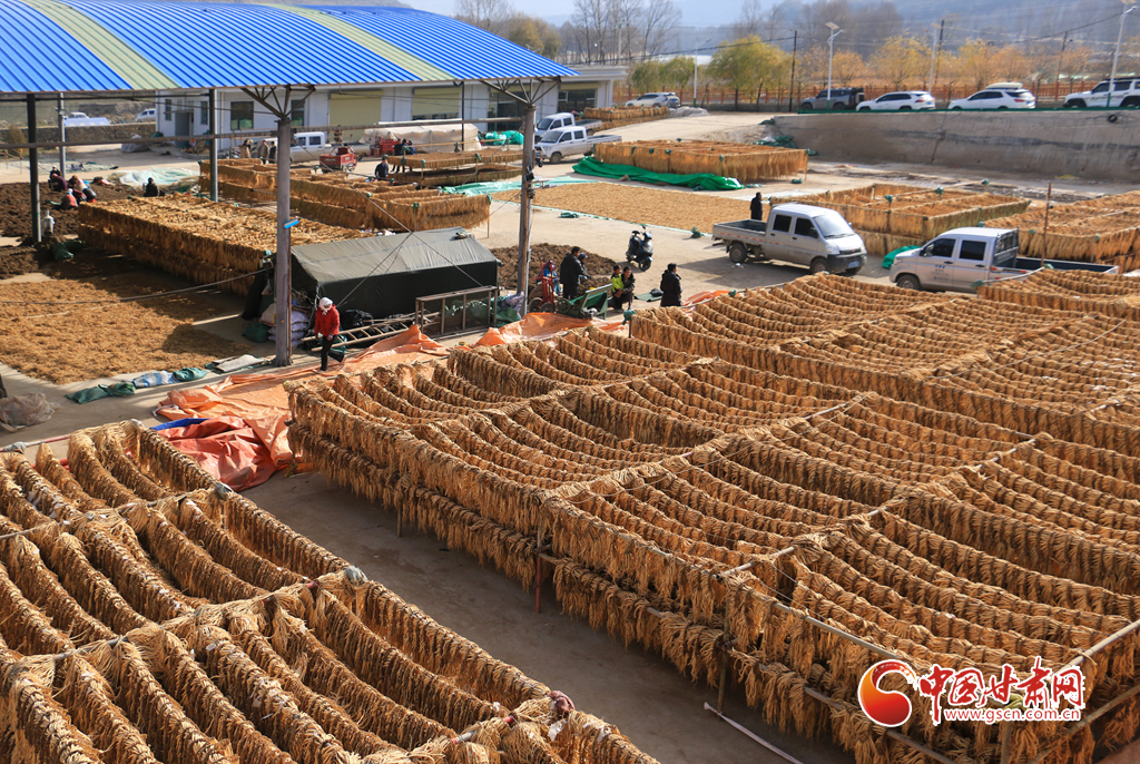 隴原山鄉(xiāng)新畫卷·隴拍客丨岷縣：藥材豐收遍地金 洮河兩岸曬藥忙