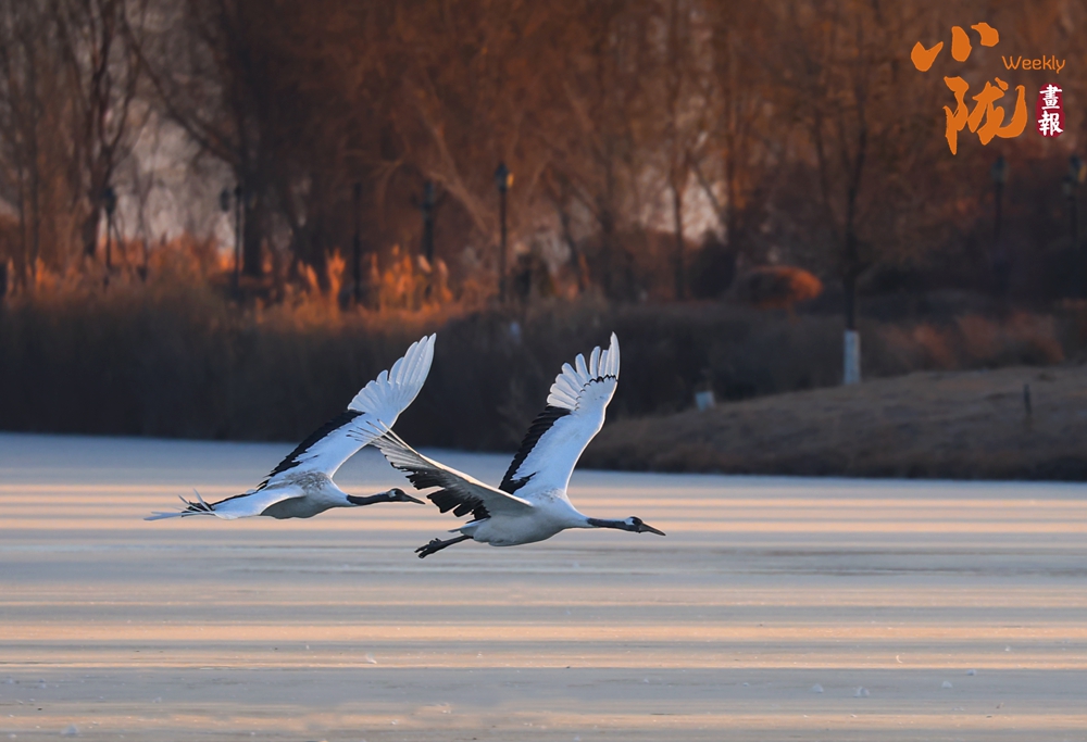 張掖 濕地鳥鳴織冬韻 歡歌一曲啟新歲