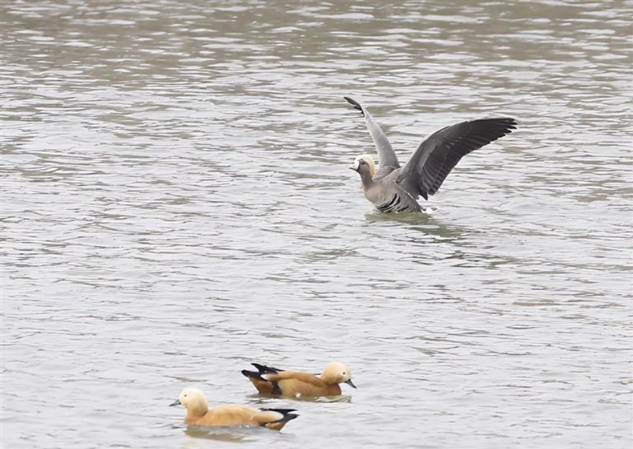 國家二級保護(hù)動物白額雁首次現(xiàn)身蘭州新區(qū)