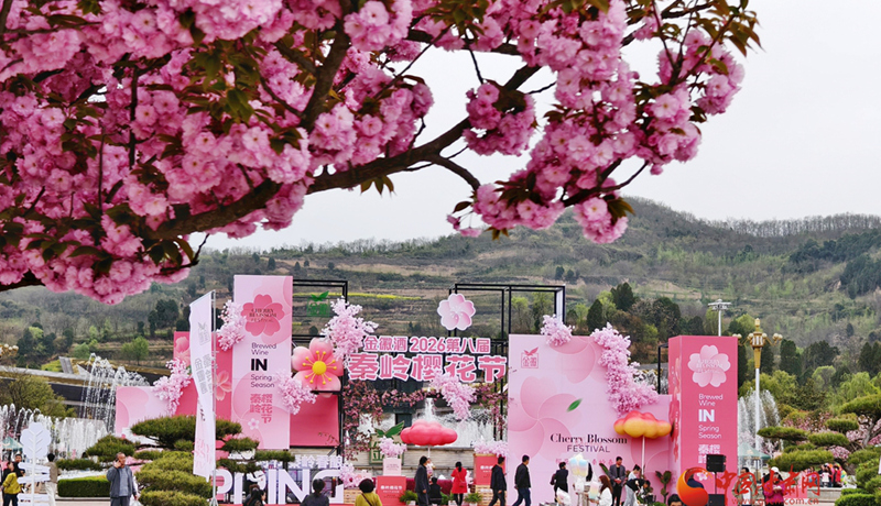 圖集｜“櫻”你而美，共赴金徽春日之約
