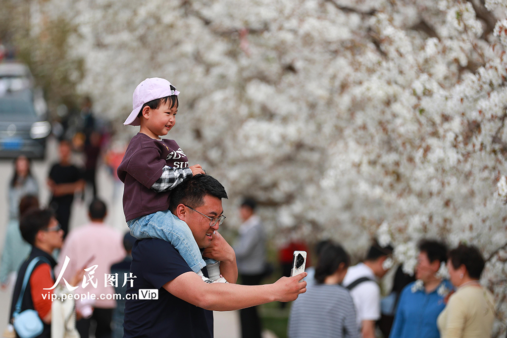 甘肅皋蘭：萬(wàn)畝梨花綻放 農(nóng)旅興旺促振興