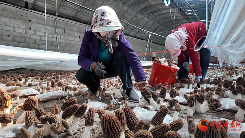 金塔：戈壁生“金” 羊肚菌撐起鄉(xiāng)村振興致富傘