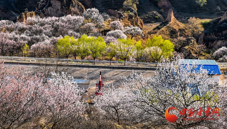 春動(dòng)隴原丨華池：春染黃土塬 耕織新希望