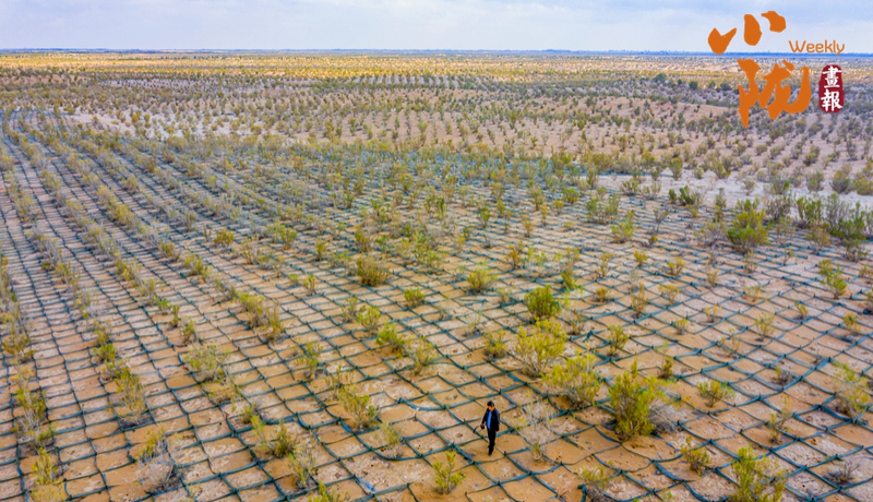 【甘快看·小隴畫報(bào)·486期】民勤：方格鎖黃沙 荒漠披新綠